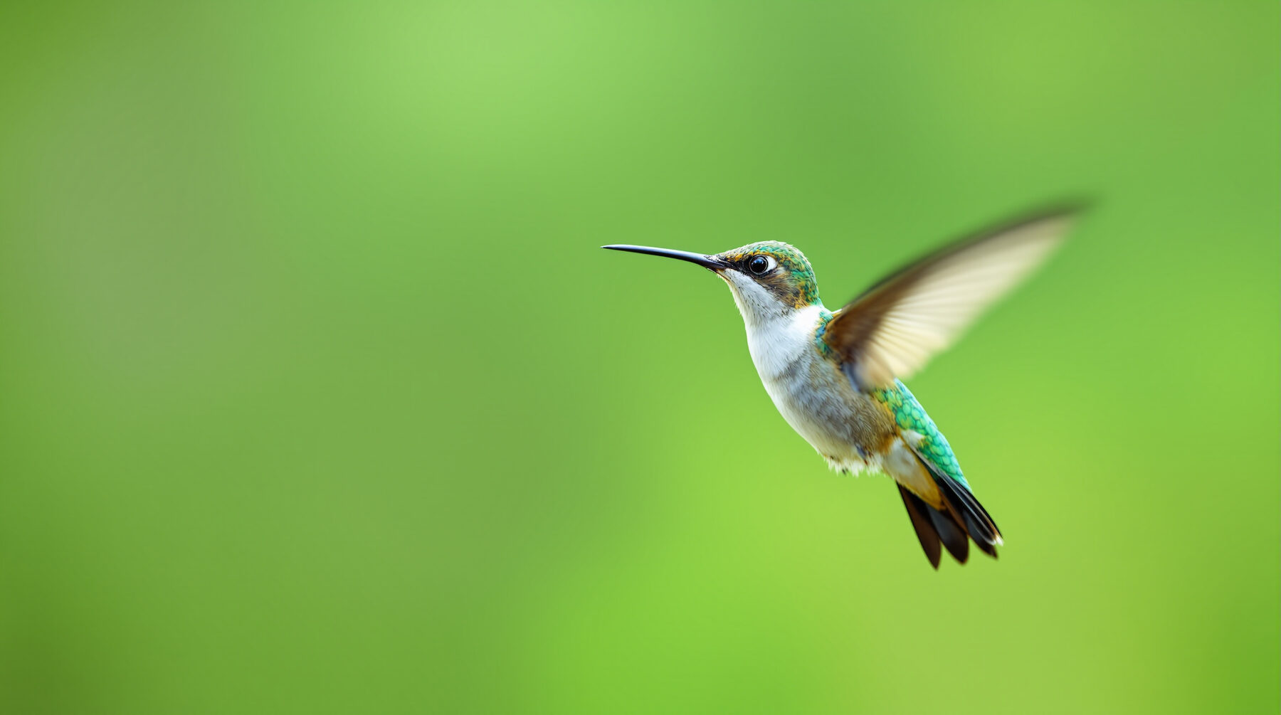 A hummingbird hovering